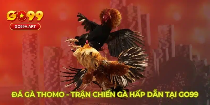 Đá gà Thomo - Trận chiến gà hấp dẫn tại GO99