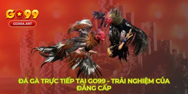 Đá gà trực tiếp GO99 - Trải nghiệm của đẳng cấp